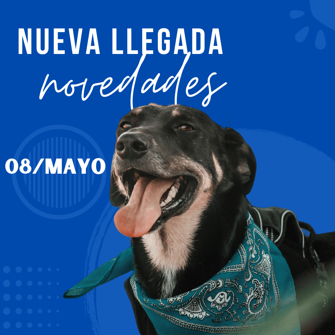 08 De Mayo